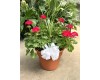 12" Geranium Container 